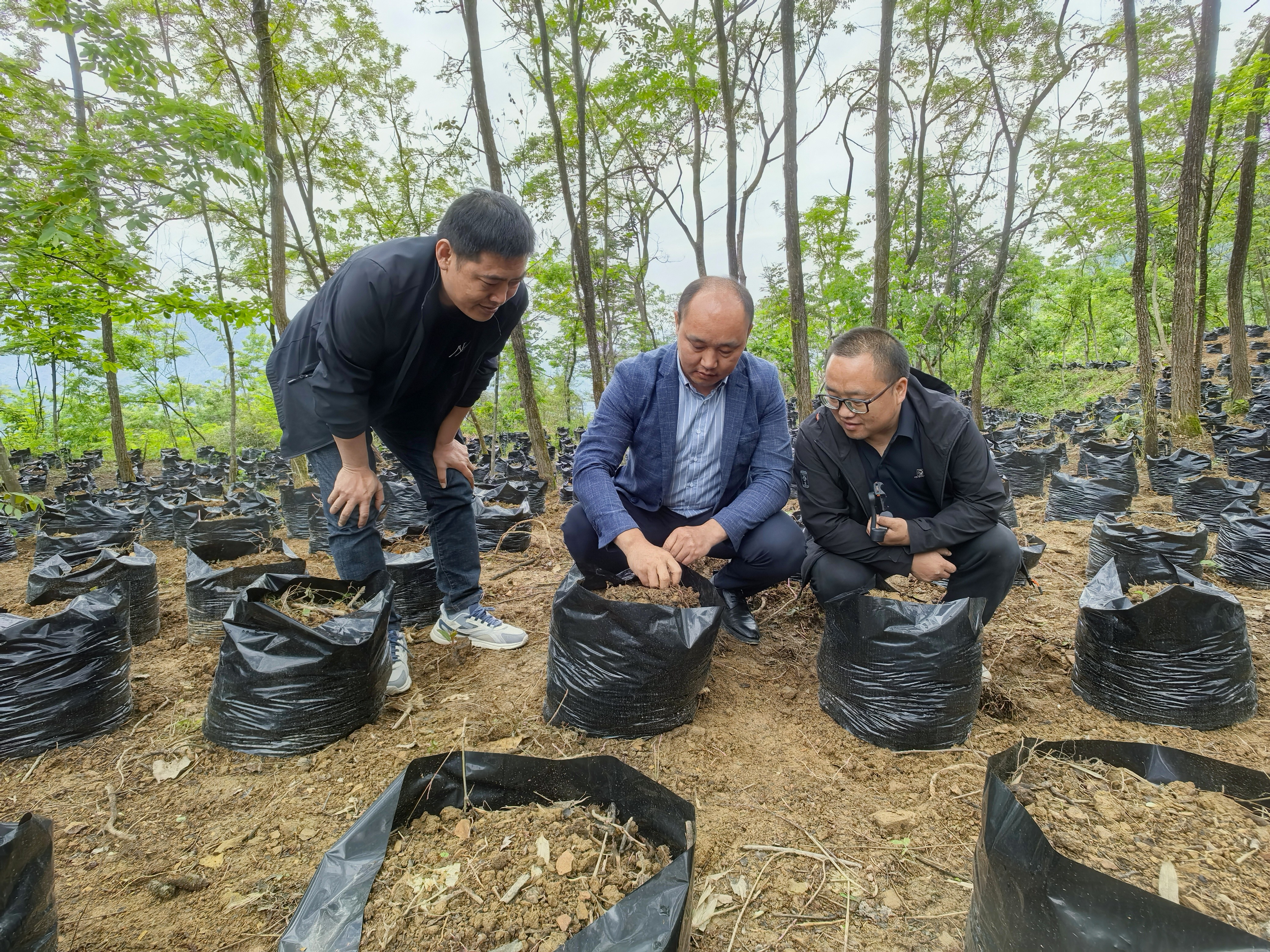 周開波(中)查看林下盆栽魔芋的生長情況 張?zhí)毂?攝